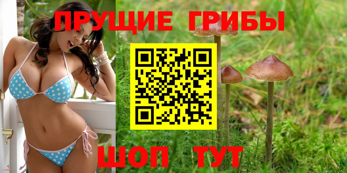 Псилоцибиновые грибы Psilocybine cubensis Волжский